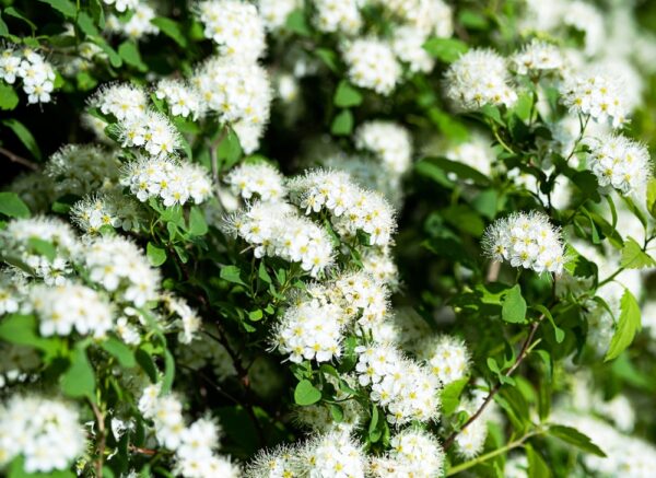 Spiraea-betulifolia-Island-Koivuangervo-2