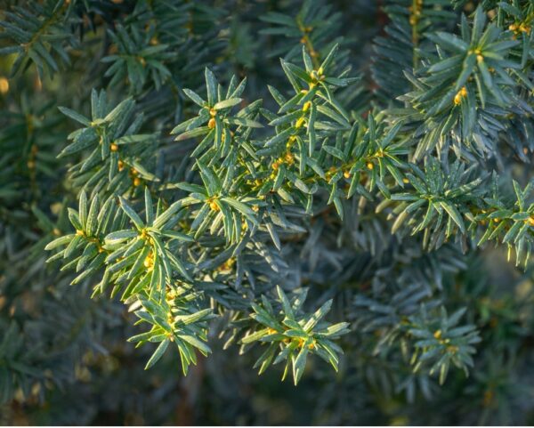 Taxus-media-Hicksii-kartiomarjakuusi-6