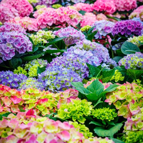Terassihortensia