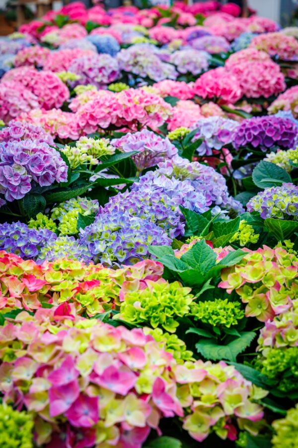 Terassihortensia