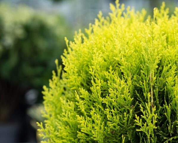 Thuja-occ-Mirjam-kultapallotuija-2