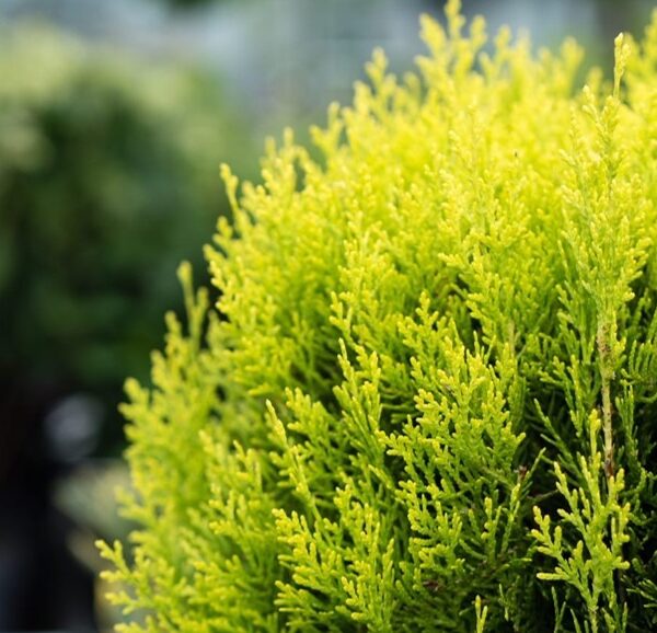 Thuja-occ-Mirjam-kultapallotuija-2