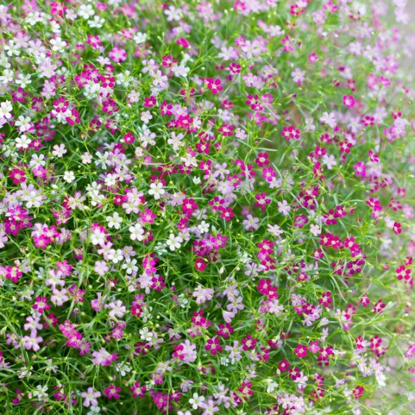 gypsophila-amppeliharso