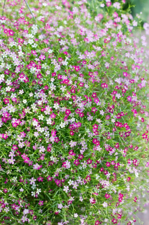 gypsophila-amppeliharso