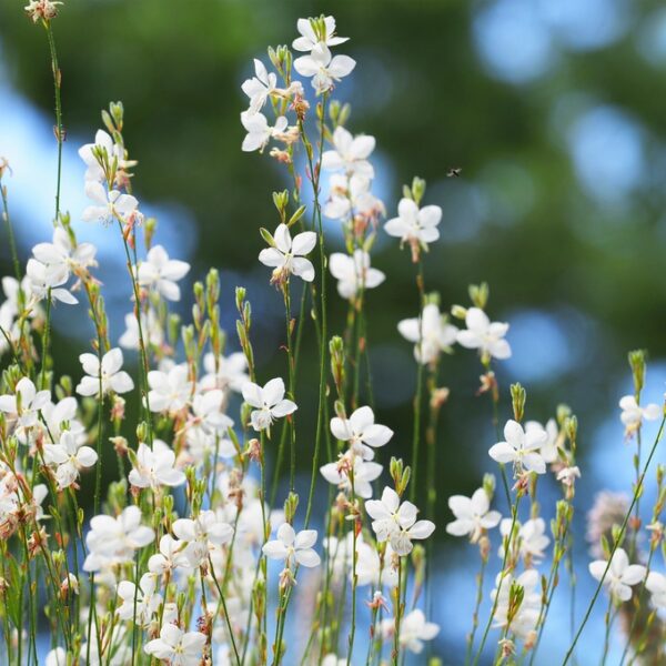 kesaekynttilae-gaura-lidheimerii-2