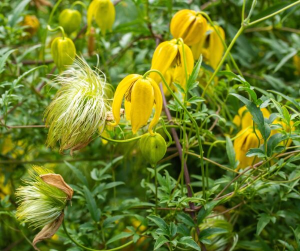 kiinankaerhoe-clematis-tangutica