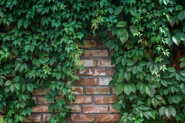 saeleikkoevilliviini-parthenocissus-2