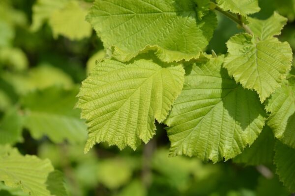 Corylus-avellana-Euroopanpahkinapensas