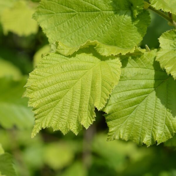 Corylus-avellana-Euroopanpahkinapensas
