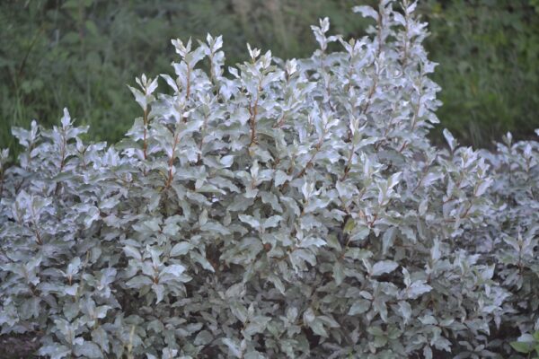 Eleagnus-commutata-hopeapensas