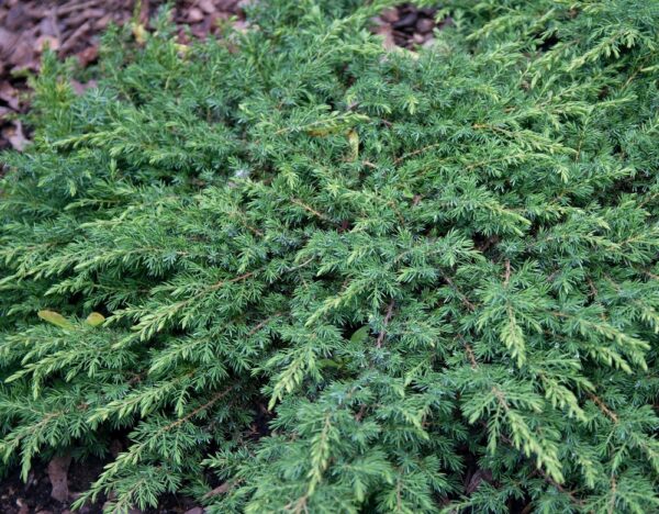 Juniperus-communis-Green-Carpet-Kaapiokataja-5