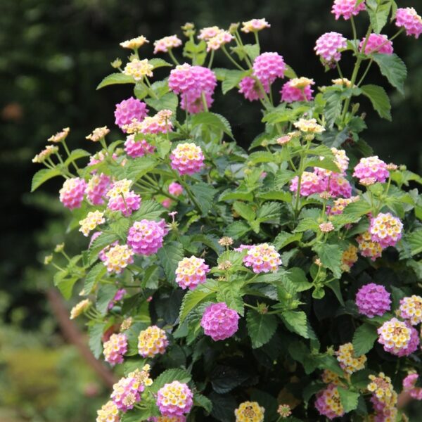 Lantana-Tulikruunu