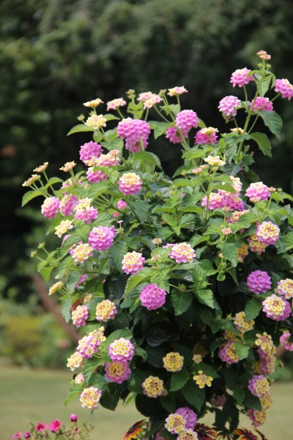 Lantana-Tulikruunu