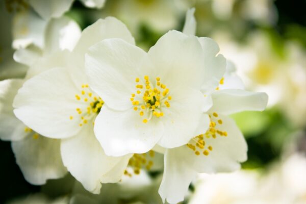 Philadelphus-x-lemoinei-pikkujasmike-2