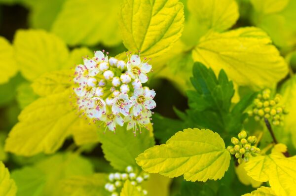 Physocarpus-opulifolius-tiny-wine-gold-Keltaheisiangervo