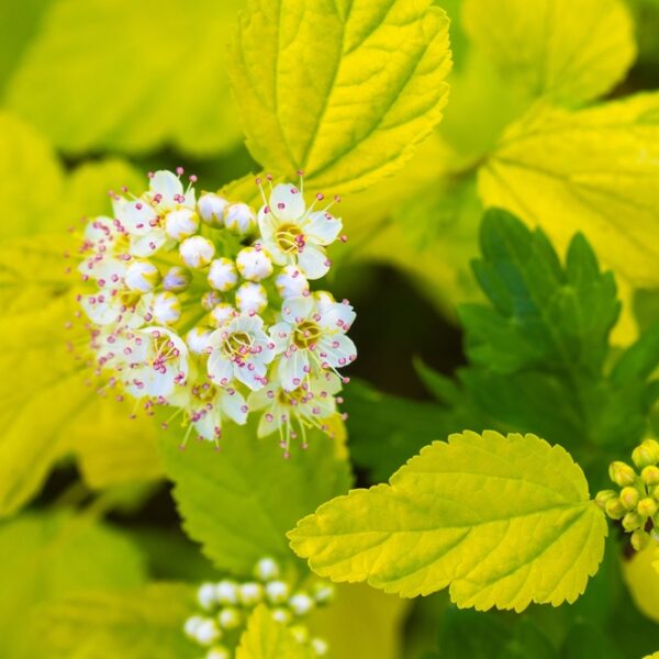 Physocarpus-opulifolius-tiny-wine-gold-Keltaheisiangervo