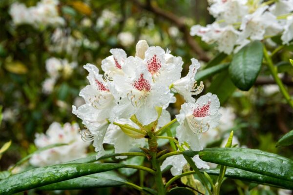 Rhododendron-P-M-A-Tigerstedt-Alppiruusu