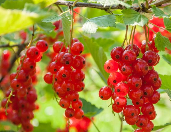 Ribes-rubrum-Punaherukka-Jonkheer-van-Tets-2