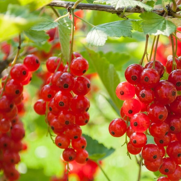 Ribes-rubrum-Punaherukka-Jonkheer-van-Tets-2
