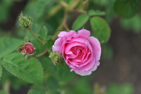 Rosa-centifolia-Onni-onnenruusu