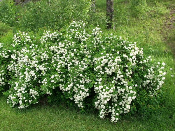 Spiraea-chamedryfolia-virpiangervo