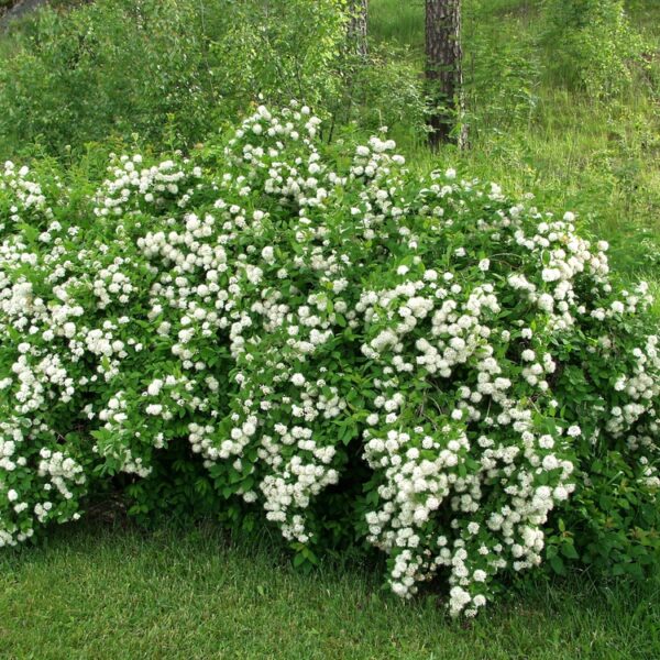 Spiraea-chamedryfolia-virpiangervo