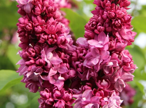 Syringa-v-Prince-Wolkonsky-jalosyreeni-2