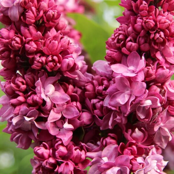 Syringa-v-Prince-Wolkonsky-jalosyreeni-2