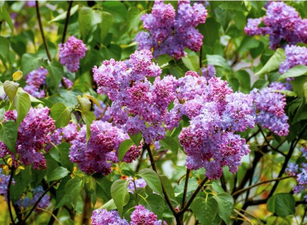 Syringa-vulgaris-Michel-Buchner-jalosyreeni-2