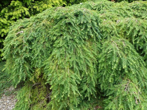 Tsuga-canadensis-Jeddeloh