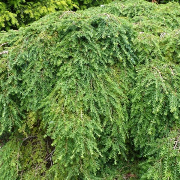 Tsuga-canadensis-Jeddeloh