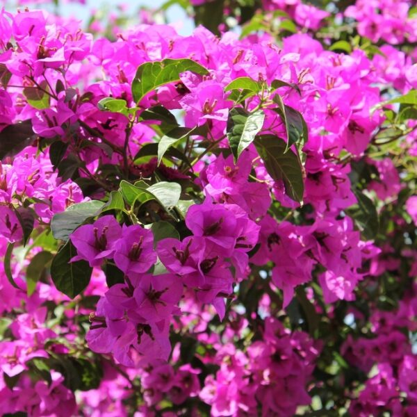 bougainvillea-ihmekoynnos
