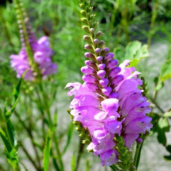 physostegia-virginianakellopeippi