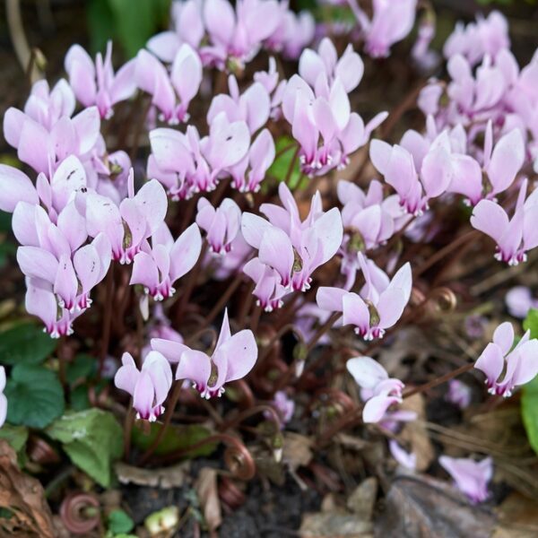 Cyclamen-hederifolium-murattisyklaami