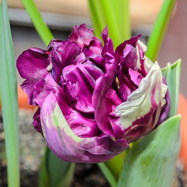 blue-wow-tulppaani-3