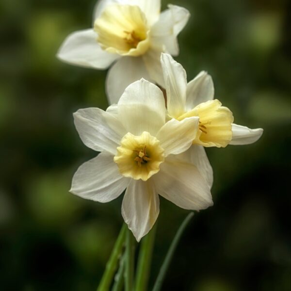 kasvitieteellinen-sailboat-3