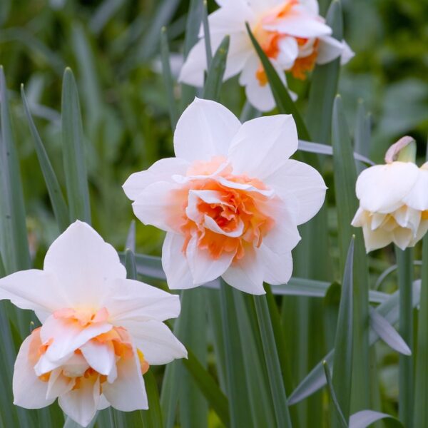 kerrottu-narsissi-replete-2