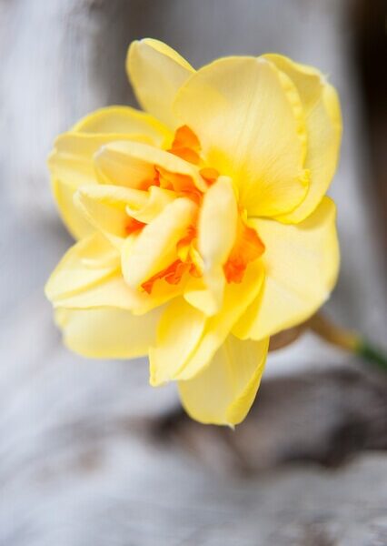 kerrottu-narsissi-tahiti2