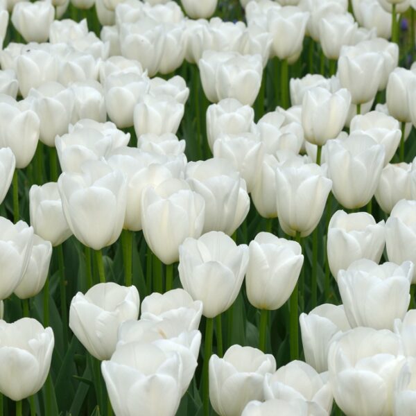 myohainen-clearwater2