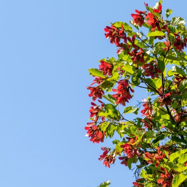 Acer-tataricum-subsp-ginnala-Mongolianvaahtera