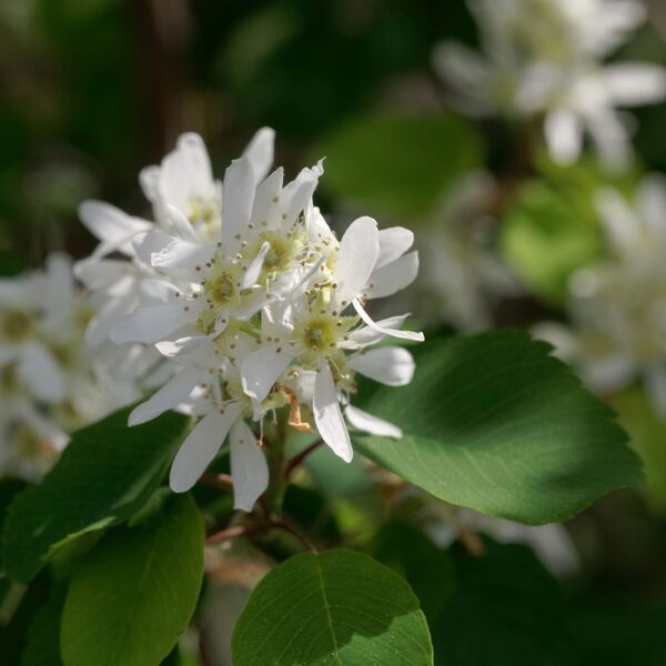 Amelanchier-alnifolia-Marjatuomipihlaja