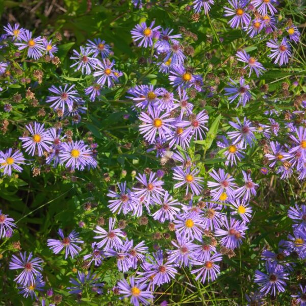 Aster-Amellus-Rudolf-Goethe-Elokuunasteri