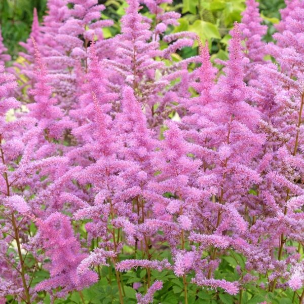 Astilbe-Arendsii-Amethyst-Jaloangervo