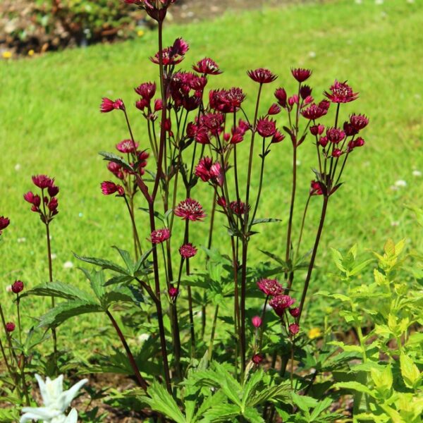 Astrantia-Major-Ruby-Wedding-Isotahtiputki