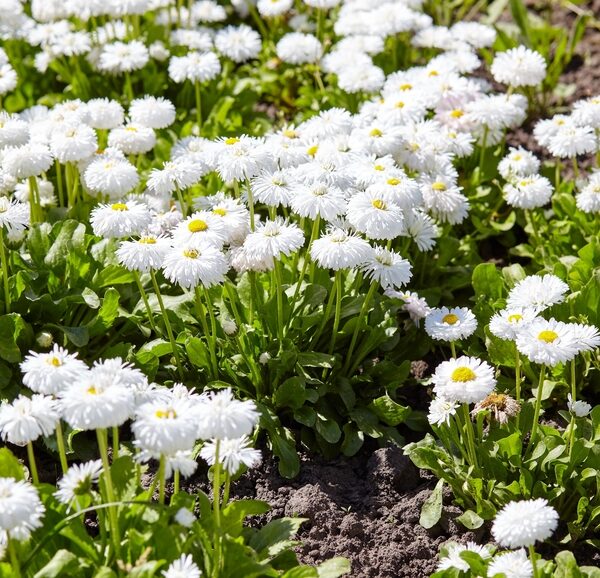 Bellis-Perennis-Rominette-White