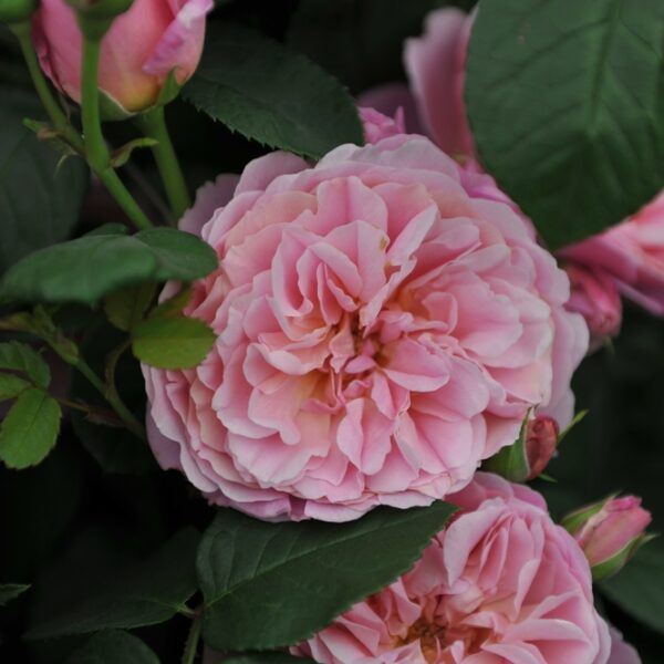 David-Austin-ruusu-Eustacia-Vye