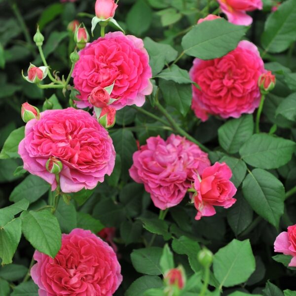 David-Austin-ruusu-Gabriel-Oak-2