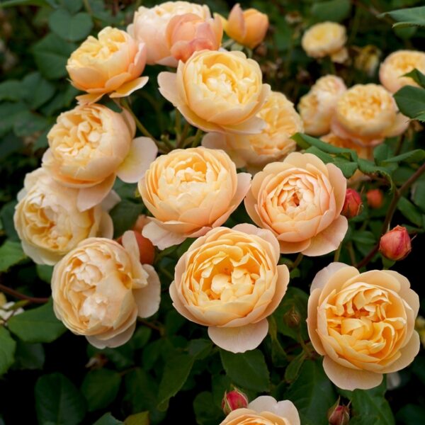 David-Austin-ruusu-Roald-Dahl