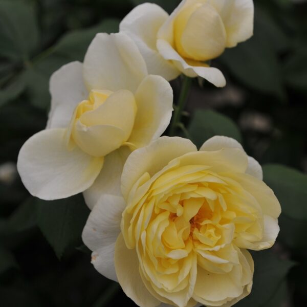 David-Austin-ruusu-Vanesa-Bell