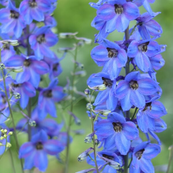 Delphinium-Magic-Fount-Dark-Blue-Jaloritarinkannus